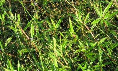 Different spot, same tangle of indistinguishable plants.