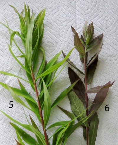 Two more prospects for the mystery dye plant.