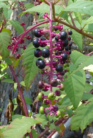 Pokeberries.