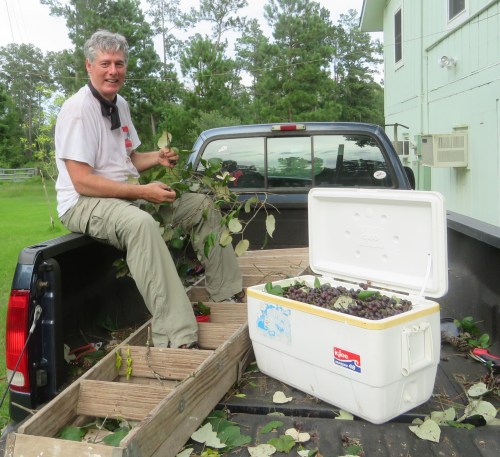 My husband, the Intrepid Grape Picker, with the ladder he bought just for this crop.