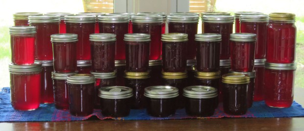43 pints of mustang grape jelly.