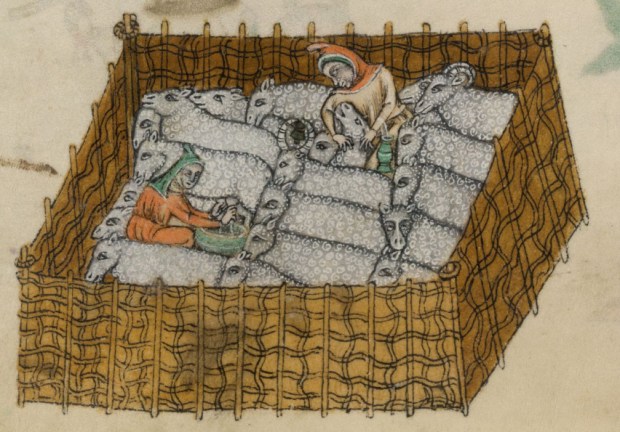 Detail of page above, showing 20 sheep being milked and shorn; 2 have horns.