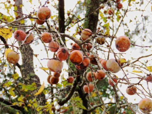 Diospyros virginiana, common persimmon.