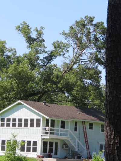 The pine tree on the right should be standing straight.