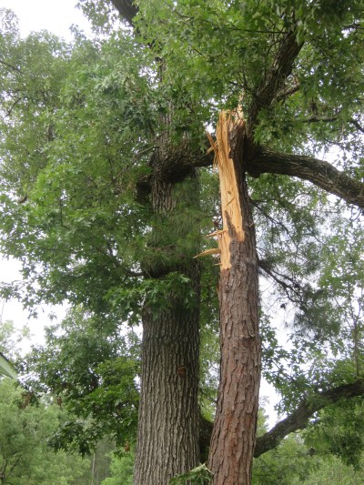 The pine's last moments next to its old friend, the oak.
