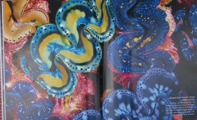 Sea worms, from the National Geographic book Visions.