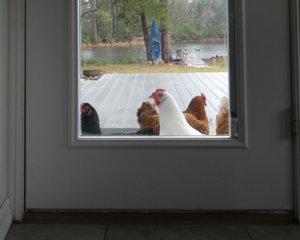 chickens looking in